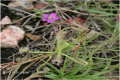 Drosera indica